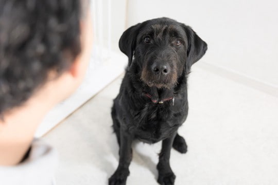 犬のことを『見つめ続けてはいけない』って本当?視線を合わせるデメリットや注意点まで