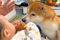赤ちゃんが『おもちゃ』を持っていたら、2匹の犬が凝視して…『いいなあ』と見つめる光景が10万再生「もの欲しげな顔がｗ」「買ってあげたい」