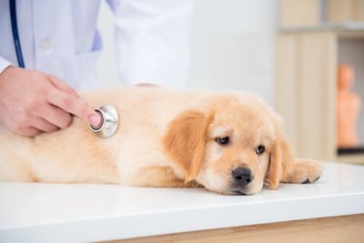 聴診、子犬