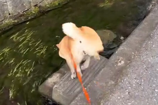 わざわざ『人が歩けない散歩コース』を進もうとする犬→飼い主を撒こうとする光景が206万再生「やりたい放題ww」「わたしなら撒かれてる」