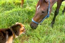 3頭の馬に囲まれた犬→まさかの方法で『仲間のフリ』をする光景が53万表示「めっちゃ見られてて笑ったｗｗ」「失敗してて草」と爆笑の声