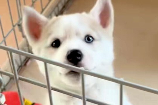 カッコいいイメージの『シベリアンハスキー』→実際に飼ってみると…あまりにも情けない『成長記録』が31万再生「ギャップww」「憎めない」