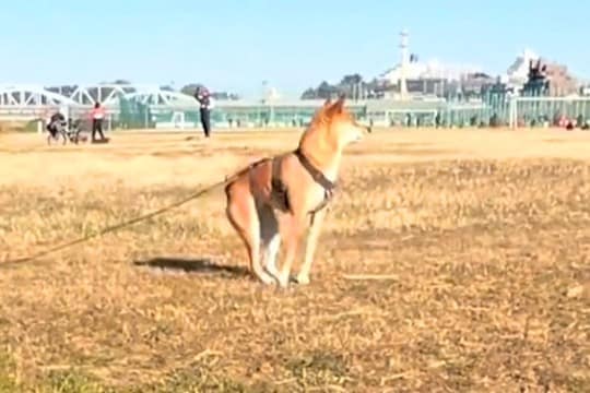 『おやつをくれる人』を発見した犬→突然立ち上がって…犬とは思えない『衝撃的な体勢』に反響「ミーアキャットww」「直立で草」「まるでAI」