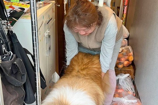 犬が外に出ないように抑えていたら、背中に違和感が…まさかの『ブレーメンの音楽隊』になる光景が20万表示「爆笑した」「可愛い世界すぎる」