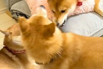 兄犬に怒られてしまった弟犬→完全に拗ねてしまって…まるで『人間の子どものような光景』が114万再生「分かりやすいｗｗ」「犬社会も大変」