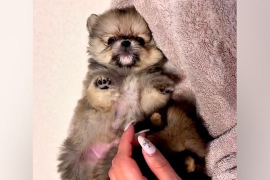 赤ちゃん犬を撫でていたら、別の赤ちゃん犬が…『ぼくも撫でてよ!』とんでもなく尊いアピールが41万再生「可愛すぎて苦しい」「たぬき?w」
