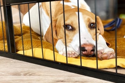 ケージの中で不満そうな犬