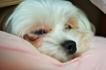 犬が『人嫌い』になってしまう絶対NG行為4選　人間不信となる原因や改善策まで
