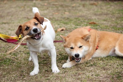 柴犬とジャックラッセルテリア