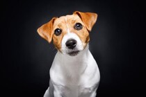 『安易に飼ってはいけない』犬種5選　飼育が難しいとされる理由や必要な覚悟まで