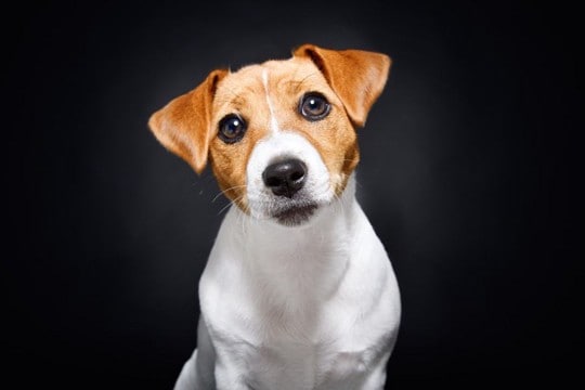 『安易に飼ってはいけない』犬種5選 飼育が難しいとされる理由や必要な覚悟まで