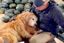 カボチャ農家で働く男性→近くにいた『大型犬』が…仕事どころではない『甘えん坊すぎる光景』が尊いと140万再生「眼福…」「羨ましすぎる」
