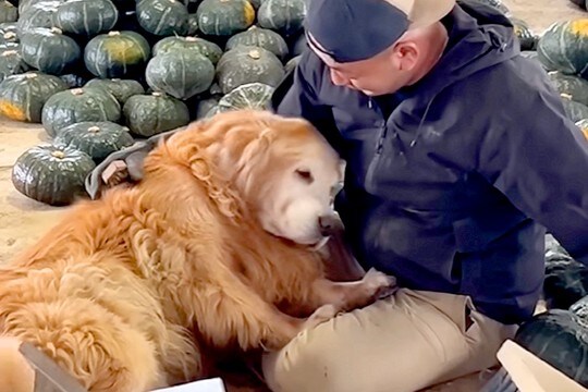 カボチャ農家で働く男性→近くにいた『大型犬』が…仕事どころではない『甘えん坊すぎる光景』が尊いと140万再生「眼福…」「羨ましすぎる」