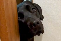 トイレに入ったら、大型犬が『どうしても一緒にいたい』と駄々をこねて…まさかの『強引すぎる抗議』が11万再生「表情豊かｗ」「甘えん坊」