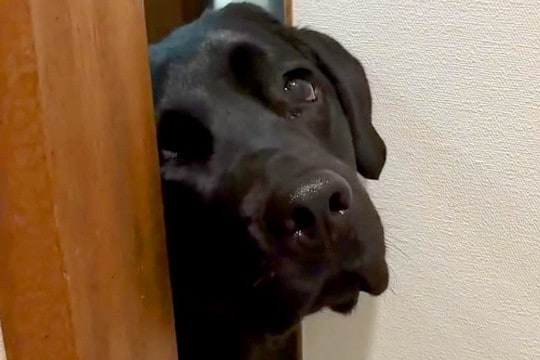 トイレに入ったら、大型犬が『どうしても一緒にいたい』と駄々をこねて…まさかの『強引すぎる抗議』が11万再生「表情豊かw」「甘えん坊」