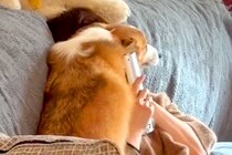 家にお客さんが来ると、犬が毎回『大歓迎』をして…最高すぎる『おもてなしの様子』が23万再生「お邪魔したい…」「めちゃ羨ましい」羨望の声も