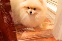 ラップで『透明の壁』を作ってみた結果、犬が…困って立ち尽くしていたかと思いきや『予想外の解決方法』に反響「強行突破ｗｗ」「超賢い」