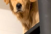 早朝、お弁当を作っていたら『大型犬』が起きてきて…顔を見てみたら→寝起きすぎる『表情』が63万再生「むくみ可愛い」「朝弱いのかな？ｗ」