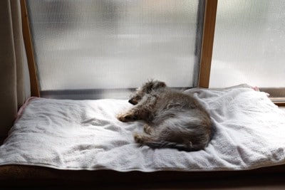 ぐったりしている犬