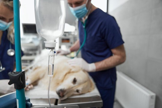 犬が『体調不良を訴えている』サイン5つ　早めに気づいてあげるためにできることまで