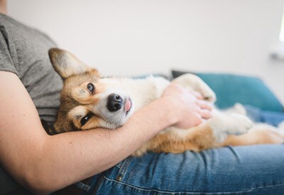 飼い主の上でくつろぐ犬