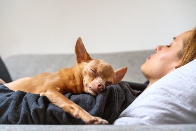 飼い主の上で眠る犬