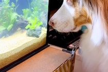 水槽を新しいものにした結果、犬がジーッと見つめて…まるで水族館の子どものような『可愛すぎる光景』が11万再生「平和だ…」「楽しそう」