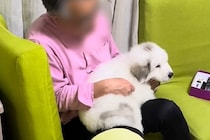 超大型の子犬を『膝の上に乗せて育てた』結果→数年後…自分の大きさ全く理解していない光景が28万再生「そのまま巨大化ｗ」「永遠の甘えん坊」