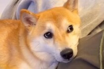 いつもママの上に乗りたがる犬→妊娠後、お腹が大きくなると…あまりにも尊い『予想外の光景』が18万再生「分かってるんだ」「なんて優しい顔」