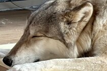 『大変申し上げにくいのですが…』すやすや眠る大型犬→ベッドで寝ていると思いきや…ツッコまざるを得ない光景に１万いいね「フィットしてて草」