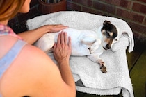 『食物繊維が足りていない犬』がみせるサイン3つ　オススメの食材までご紹介