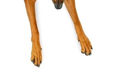 犬の足