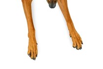 犬の散歩後『毎回足は洗うべき』？正しいお手入れ方法や汚れ対策まで解説