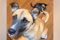子猫が元保護犬のしっぽを『おもちゃと勘違いした』結果…可愛すぎて笑っちゃう『平和な光景』に反響「ずっと見ていたい」「幸せの無駄がない」
