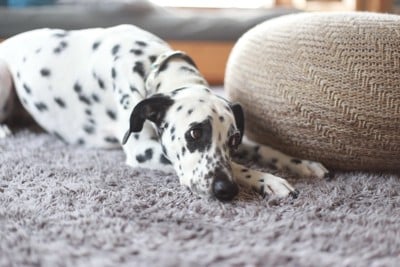 カーペットの上で寝そべる犬
