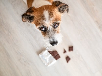 犬とチョコレート