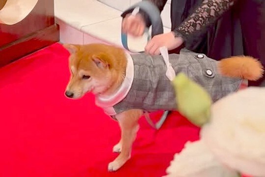 結婚式で『リングドッグ』を任された犬→ぶっつけ本番で挑んだ結果…『予想外の展開』が19万再生「なんか泣けた」「かっこいいー!」と称賛続々
