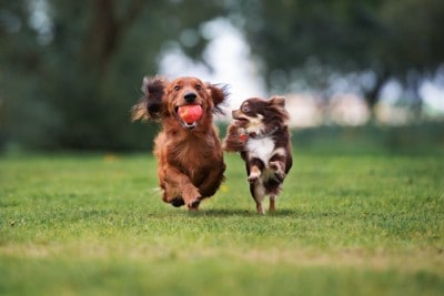 一緒に遊ぶ2匹の犬