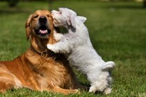 犬から『モテる犬』の特徴５選　好かれやすい性格や社交性を身につけるためにできることまで