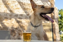 犬に『炭酸飲料』を飲ませるリスクとは？誤飲した場合の適切な対応まで解説