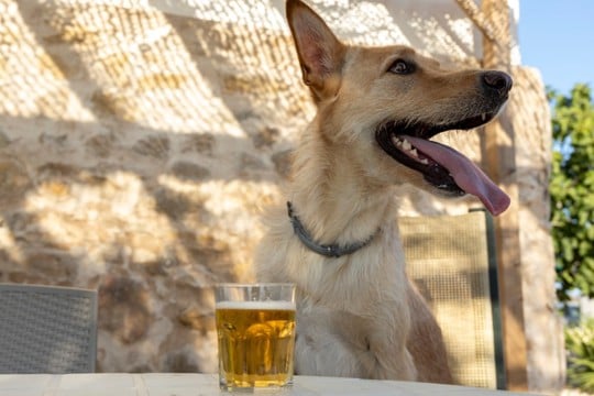 犬に『炭酸飲料』を飲ませるリスクとは?誤飲した場合の適切な対応まで解説