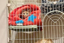 猫のケージに憧れている大型犬→ふと様子を見てみたら…自分の大きさを理解してない『まさかの行動』が22万再生「猫の顔ｗ」「気まずそうで草」