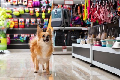 犬とグッズ売り場