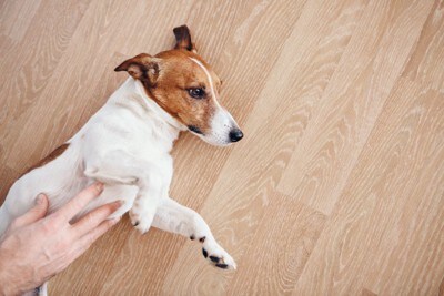 お腹をなでられながら床に寝転ぶ犬