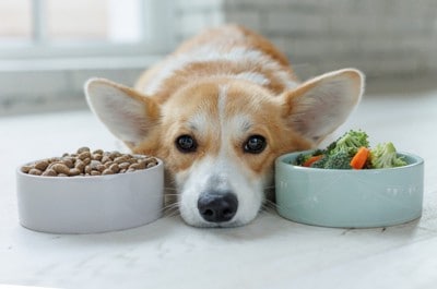 ドッグフードと手作り食が入った食器の間で伏せる犬