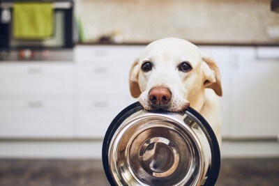 食器をくわえて立っている犬