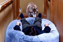 廊下で寝ているパパの奥におやつがあったら？大型犬3頭にドッキリを仕掛けた結果…「がっつり踏むの草」「個性ｗ」まさかの対応が1075万再生
