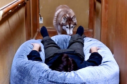 廊下で寝ているパパの奥におやつがあったら?大型犬3頭にドッキリを仕掛けた結果…「がっつり踏むの草」「個性w」まさかの対応が1075万再生