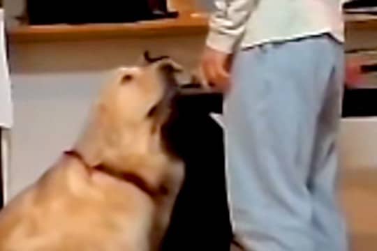 『盛大ないたずらをした大型犬』をお父さんが叱った結果…まるで人間のような『反省の態度』が話題「怒れないってww」「飼い主負けてて草」