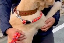 散歩中、小さな老犬に吠えられたゴールデンレトリバー→大型犬とは思えない『まさかの光景』が33万再生「心は超小型犬ｗ」「怖かったのねｗ」